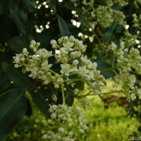 Walsura trifoliolata